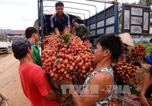 Cuối vụ thu hoạch, vải thiều sạch giá bán gấp 3 lần vải thường vẫn khan hàng